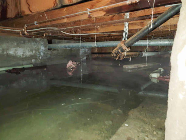 Best Professional water damage repair  in Seymour, TX